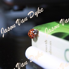 Ladybug